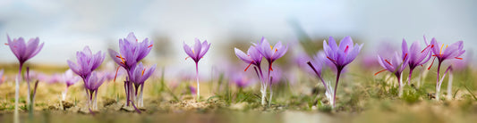 What is Saffron and how its produced!